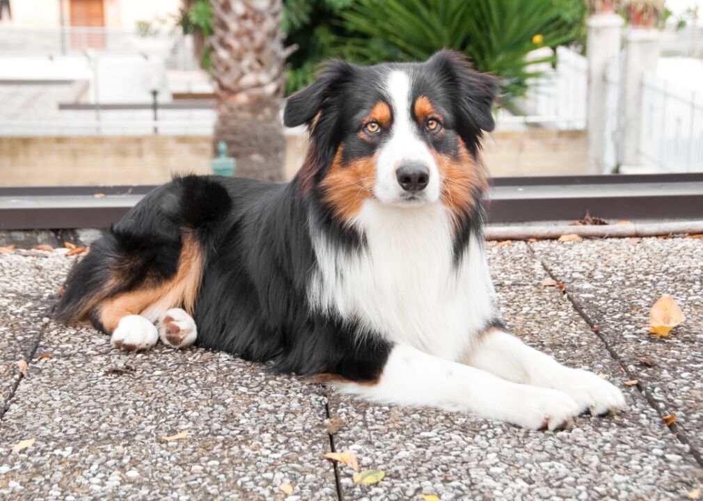 #12. Australian Shepherd